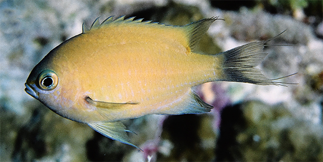 Pycnochromis agilis