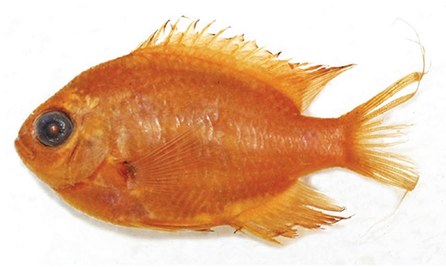 Pycnochromis agilis