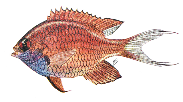 Pycnochromis agilis