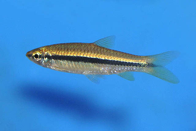 Rasbora argyrotaenia