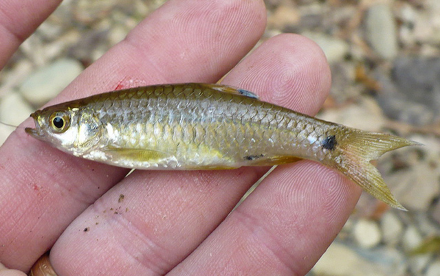 Rasbora atridorsalis