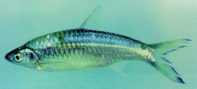 Rasbora aurotaenia