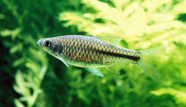 Rasbora bankanensis