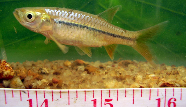 Rasbora caverii