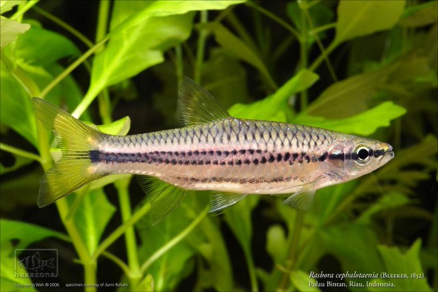 Rasbora cephalotaenia