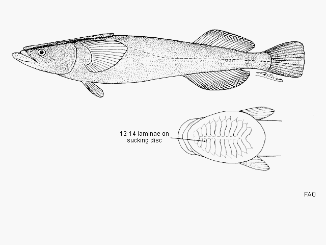 Remora albescens