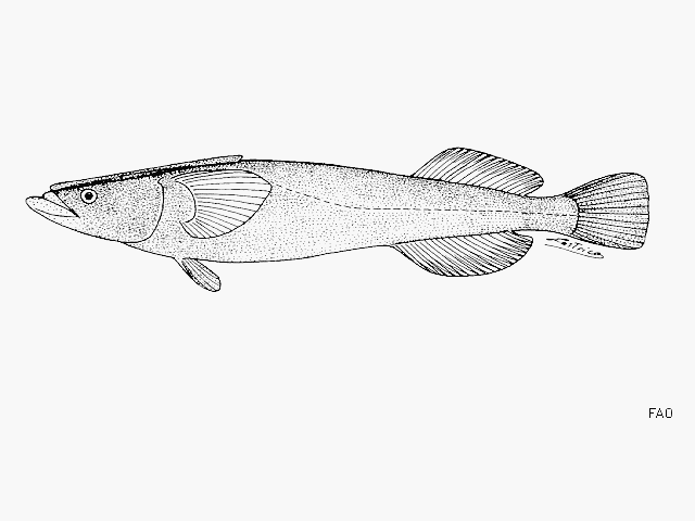 Remora albescens