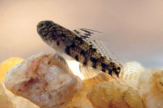 Redigobius bikolanus