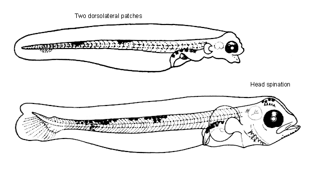 Atheresthes evermanni