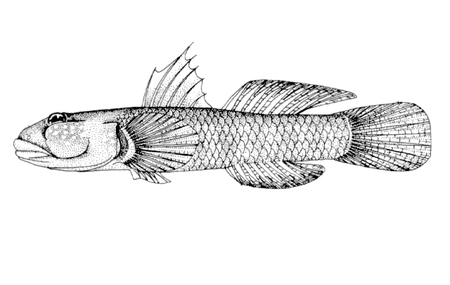 Rhinogobius brunneus