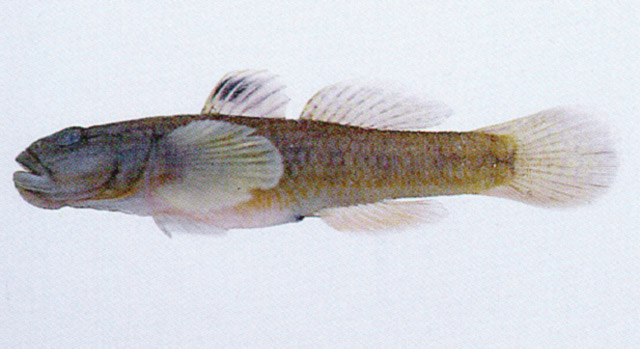 Rhinogobius brunneus