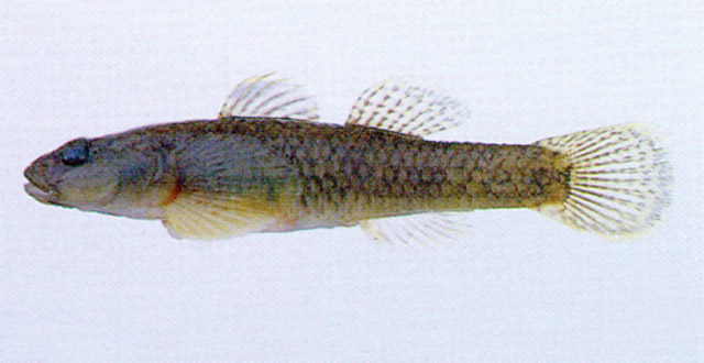 Rhinogobius brunneus