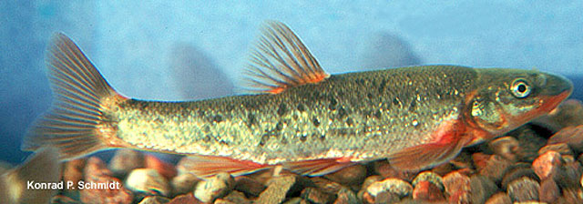 Rhinichthys cataractae