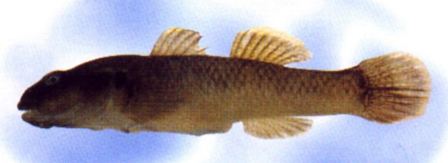 Rhinogobius delicatus