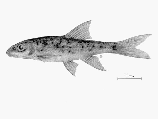 Rhinichthys falcatus