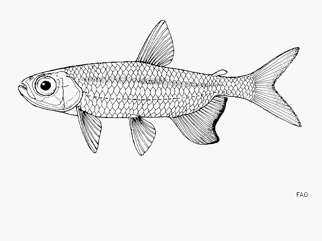 Rhabdalestes tangensis