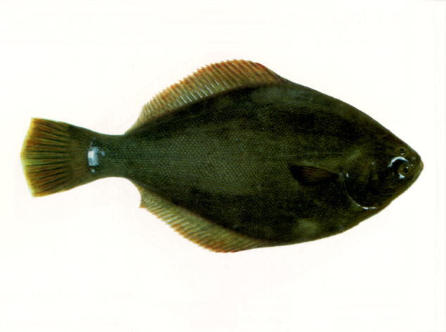 Rhombosolea leporina