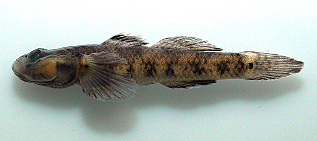 Rhinogobius lungwoensis