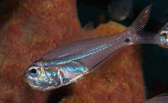 Rhabdamia novaluna