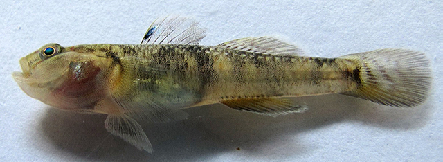 Rhinogobius similis