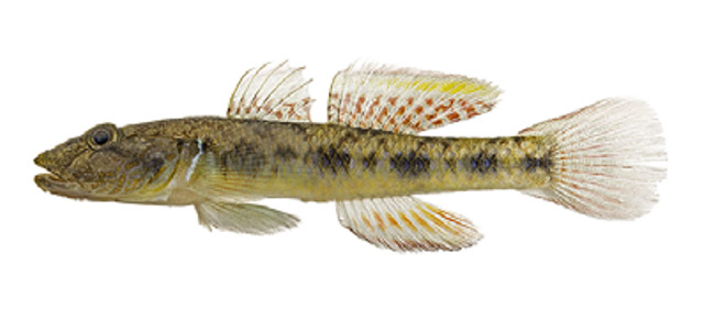 Rhinogobius similis