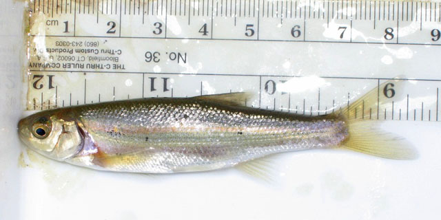 Richardsonius egregius