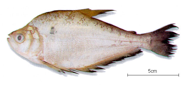 Roeboides myersii