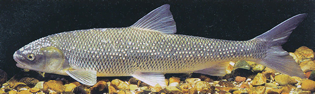 Rutilus meidingeri