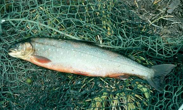 Salvelinus alpinus