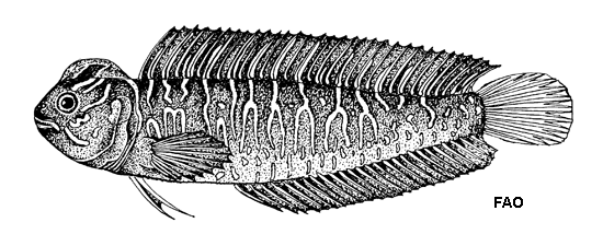 Salaria basilisca