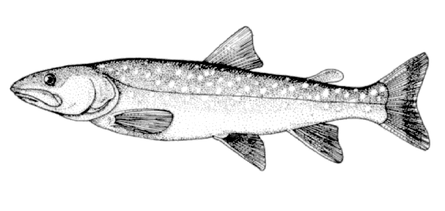 Salvelinus confluentus