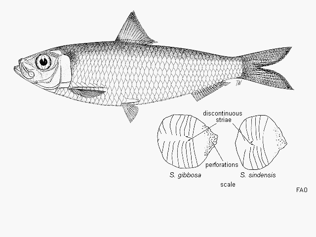 Sardinella gibbosa