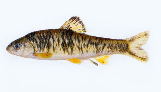 Sarcocheilichthys nigripinnis