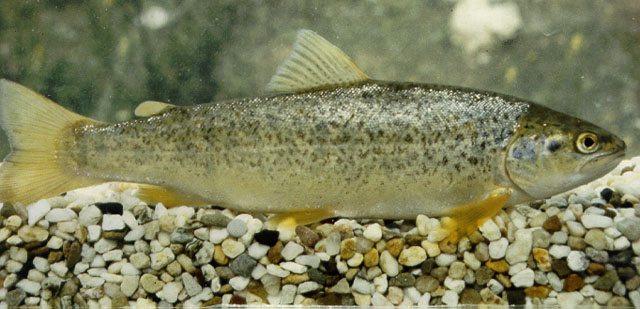 Salmo platycephalus