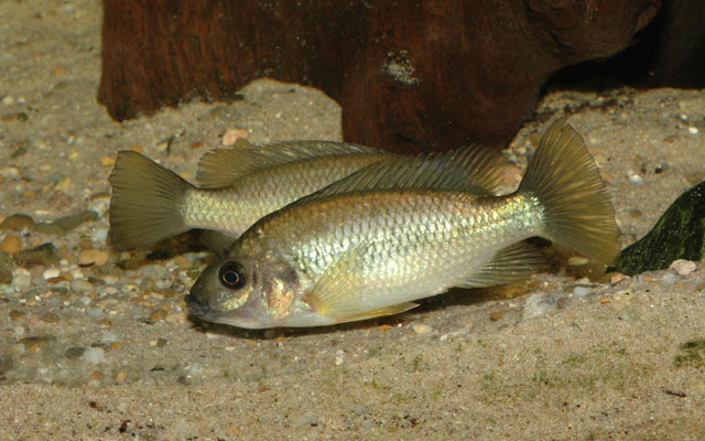 Sarotherodon steinbachi