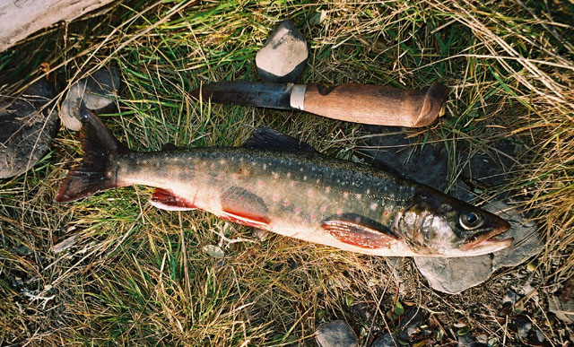 Salvelinus taimyricus