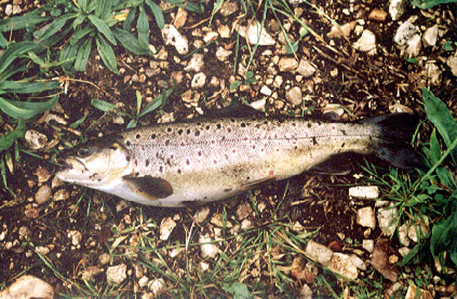 Salmo taleri