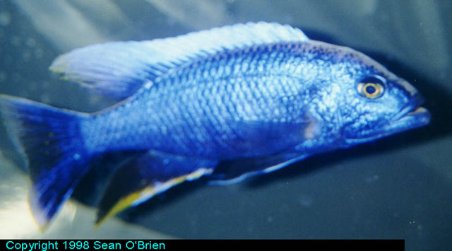 Sciaenochromis fryeri