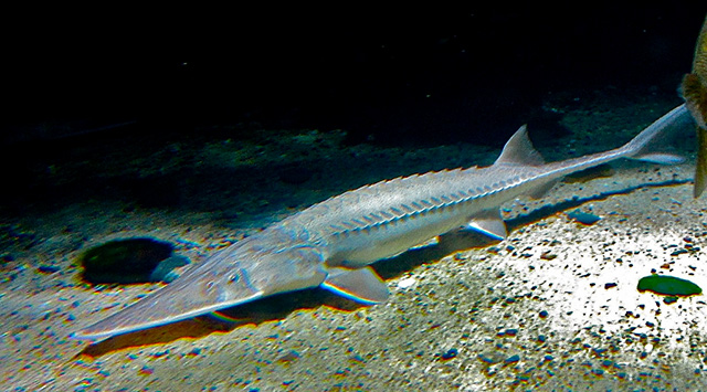 Scaphirhynchus albus