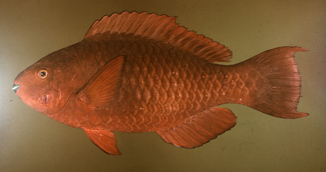 Scarus altipinnis