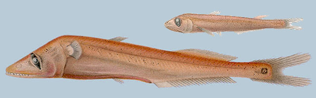 Scopelarchus analis