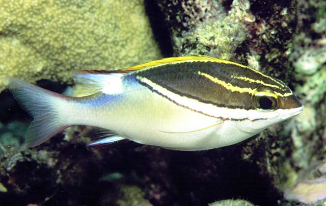 Scolopsis bilineata