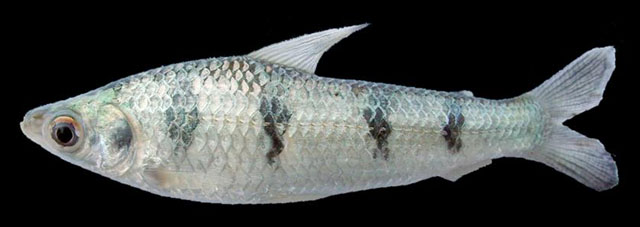 Schizodon borellii