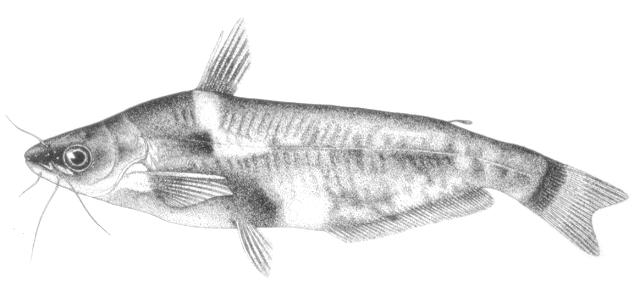 Schilbe brevianalis