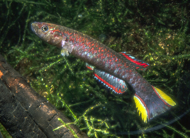 Scriptaphyosemion brueningi