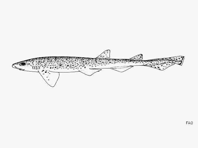 Scyliorhinus canicula