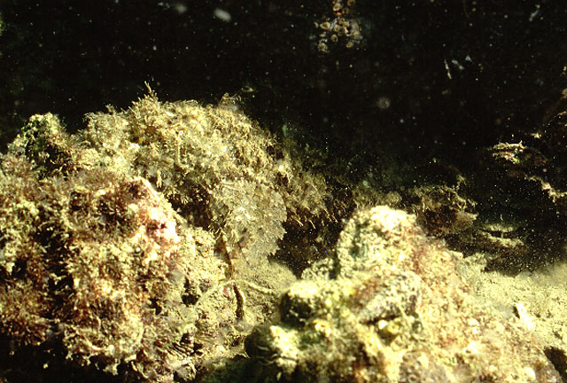 Scorpaenopsis cirrosa