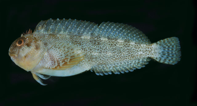 Scartella emarginata