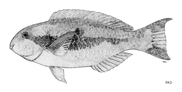 Scarus forsteni