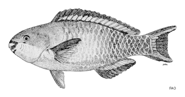 Scarus forsteni